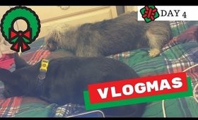 VLOGMAS DAY 4 | DOGGOS! - Tommie Marie