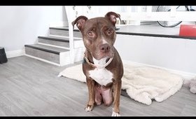 How To Express Dog’s Bladder | Handicapped Pets