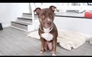 How To Express Dog’s Bladder | Handicapped Pets