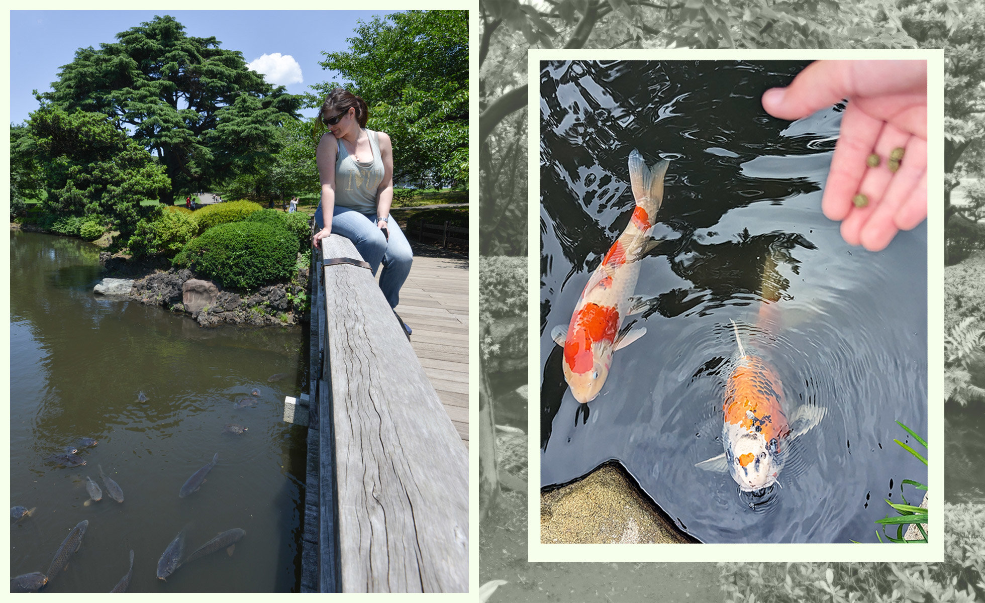 Sonia in Tokyo, 2014 (Left); Sonia’s daughter feeding koi with official koi pellets. Photos courtesy of Sonia G.