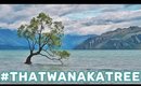 Most Famous Tree in the World & Cute Baby Seals!! | New Zealand with Sandra