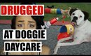 DRUGGED at Doggie Daycare!? - Story Time