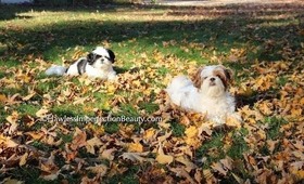 Shih Tzu's in the rain