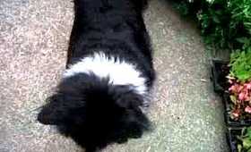 My dog is so clever lol