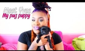 Meet Yves!: My Pug Puppy!