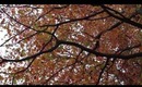 Happy Fall!!!
