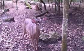 White Tailed Deer - Really Close.AVI