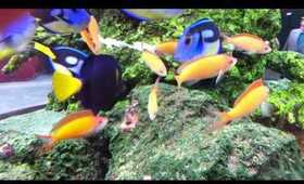 Colchester Zoo Fish Tank