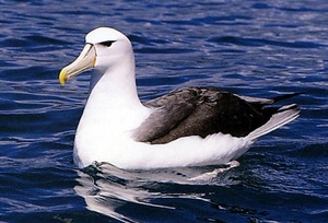 White-Cap-Albatross
