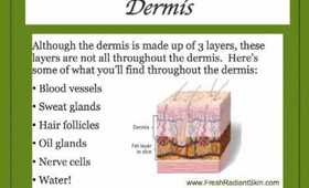 Brown Beauty Glossary: Dermis - Episode 8