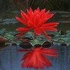 Sapna  P.