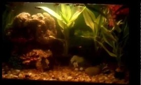 By Request Introducing my Baby Fish and 1 Mama to all Live Plants,Tips Advice