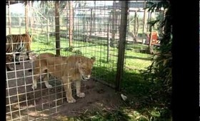 Animal Adventures