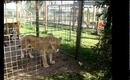 Animal Adventures
