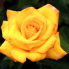 Geanina G.