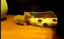 Cute puppy