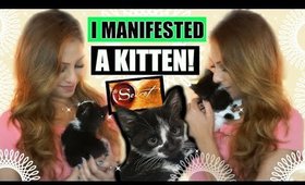 I MANIFESTED A KITTEN! │ LAW OF ATTRACTION MANIFESTATION STORY ♥