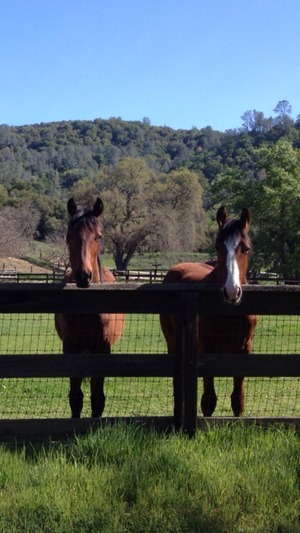These my two yearlings, the one a blaze (white on his face) is Genuwine and the solid is Devine Theif. I love them SO much! 