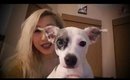 Khaleesi The Chihuahua! | bxtchezgetstxtchez