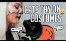 MY CATS TRY ON HALLOWEEN COSTUMES