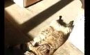 My cat loves sunbathing.