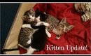 Kitten Update Pics And Video Of Lucy The Stray Kitten I Found