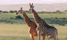 Help Save Endangered Giraffes With the Giraffe Conservation Foundation