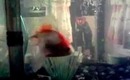 my new fish and aquarium tank