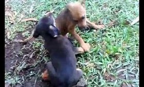 Cute Puppies Playing With Each Other