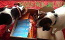 Pooch Pack Box January 2013 - Plus get £5 off your first box!