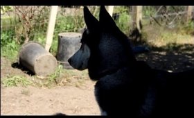 Animals