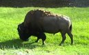 Bison Eating At Yellowstone National Park