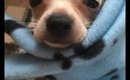 Lianas Life #1 - meet my new puppy chihuahua Chico!