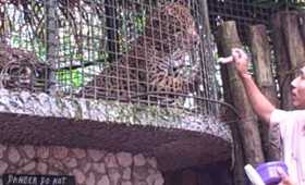 Adult Jaguar doing Tricks at Belize Zoo.AVI