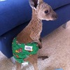 baby kangaroo 