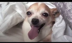 Day in the Life of a Chihuahua