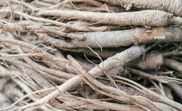 Is Ginseng the Ingredient Your Wellness Routine Is Missing? 