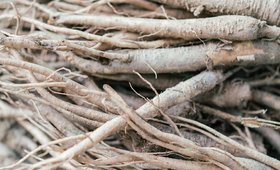 Is Ginseng the Ingredient Your Wellness Routine Is Missing? 