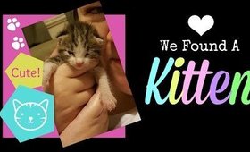 We Found A Kitten Vlog