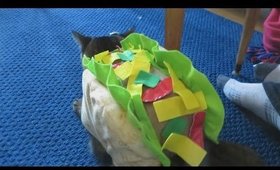 Vlog: Taco Cat! (Oct. 25-26, 2014)