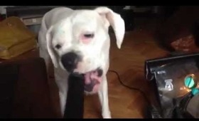 Albie (deaf dog) vs. Vacuum