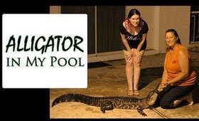 Gator in my Pool in Tampa, FL