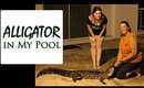 Gator in my Pool in Tampa, FL