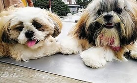 When Lyra Met Her Twin Sister! __SUPER CUTE!  _ (Vlog) SuperWowStyle