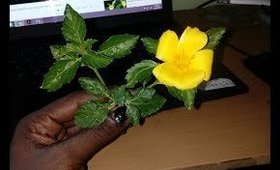 Amazing Damiana Plant Benefits + Passion Flower II Goddess Elixir!