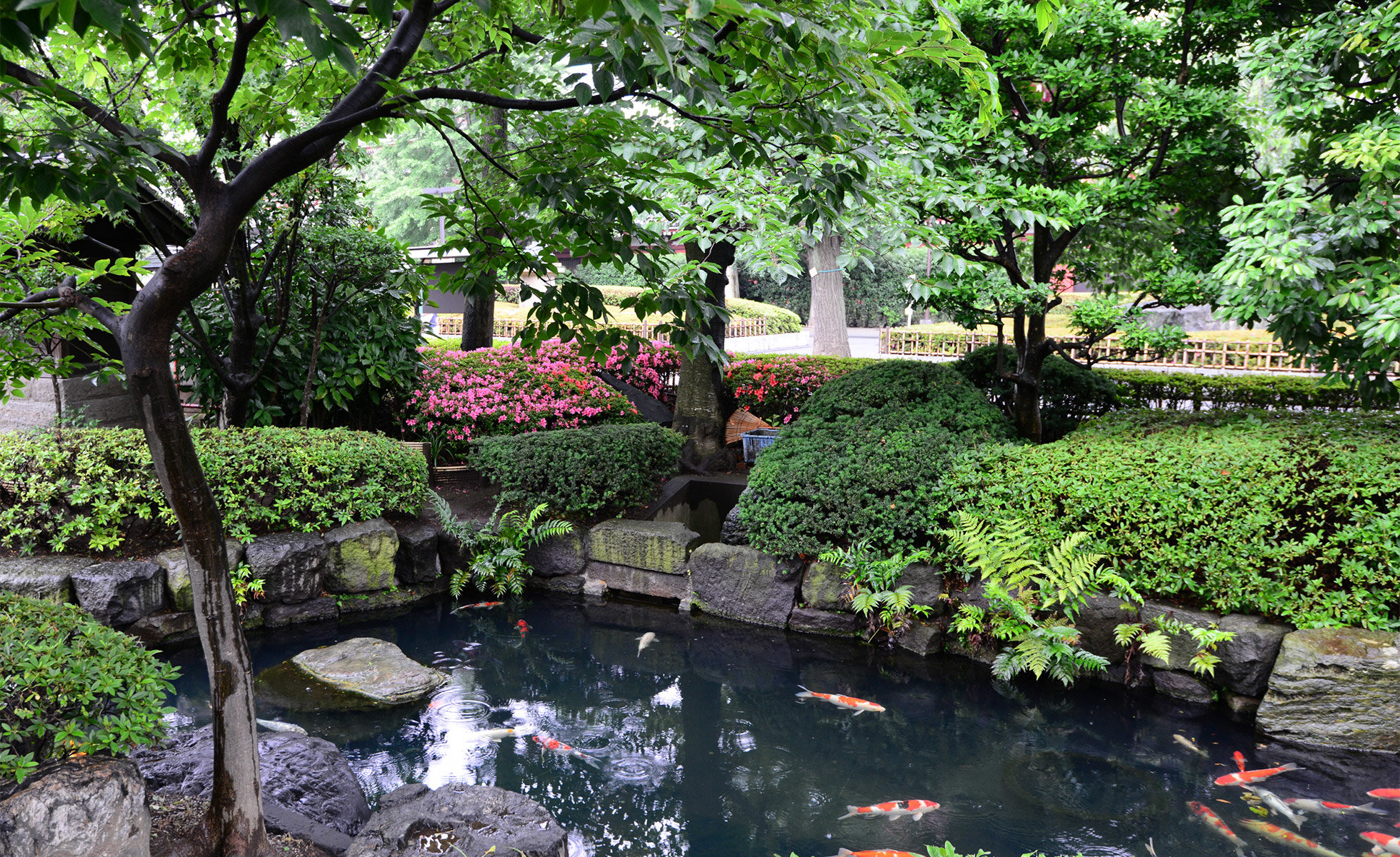 A beautiful garden with koi in Tokyo, 2014. Photo courtesy of Sonia G.