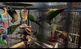 My Mom’s Birds: Conures Lovebirds Finches