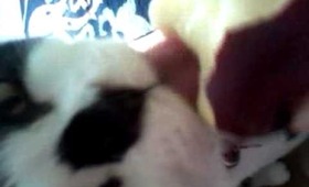 Kitty Likes Fruit