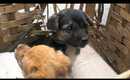 Puppies in China at local market (Part 1)