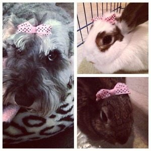 My doggie Libby and my two rabbits Chelsea (top) and Chloe (bottom) 😘